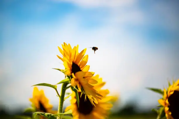 bee with sunflowers, fly to the sunflower
