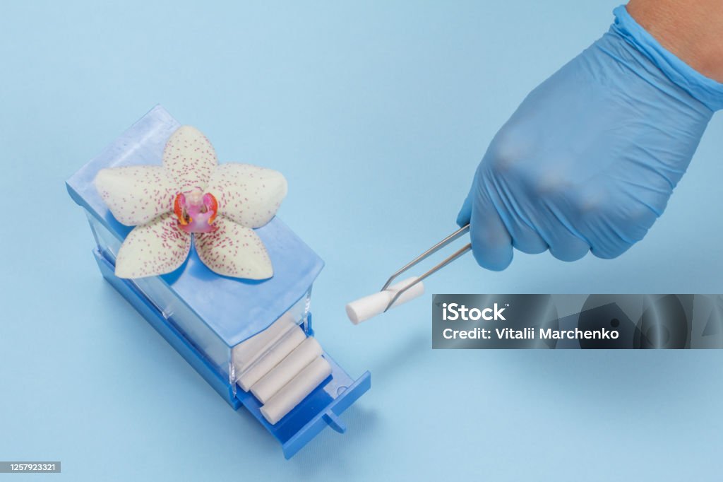 Dentist's hand with tweezers and box of cotton tampons. Dentist's hand in a latex glove with tweezers and cotton tampon on blue background. Medical tools concept. Top view. Blue Stock Photo