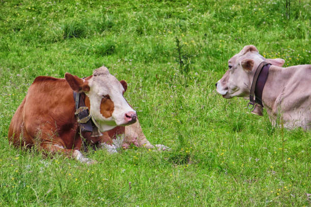 Domestic cows resting and chewing the cud in meadow