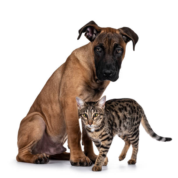 istock Young Boerboel / Malinois dog on white background 1257923393