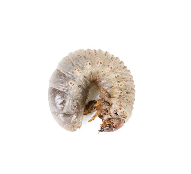 istock white larva of cockchafer 1257924683