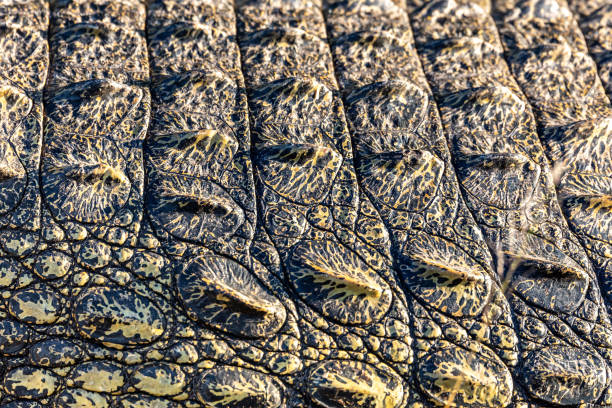 istock big Crocodile skin background detail 1257925745