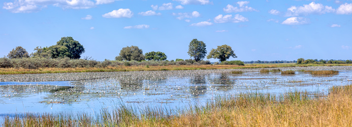 Typical beautiful african landscape, wild river in national park Bwabwata on Caprivi Strip with nice reflection in water. Namibia africa wilderness. Water lilies bloom in water.