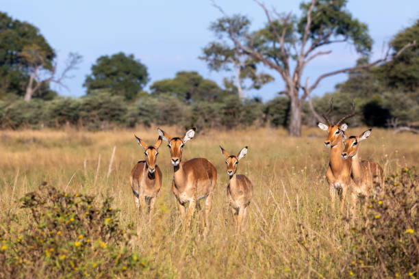 Impala antelope Namibia, africa safari wildlife