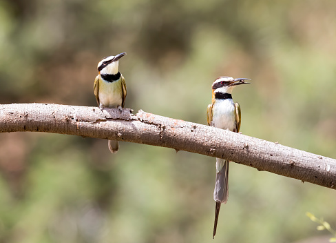 Two bee-eaters perched on a branch. Taken in Kenya