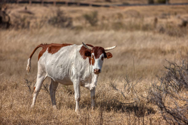 istock young african cattle in the bush 1257926791