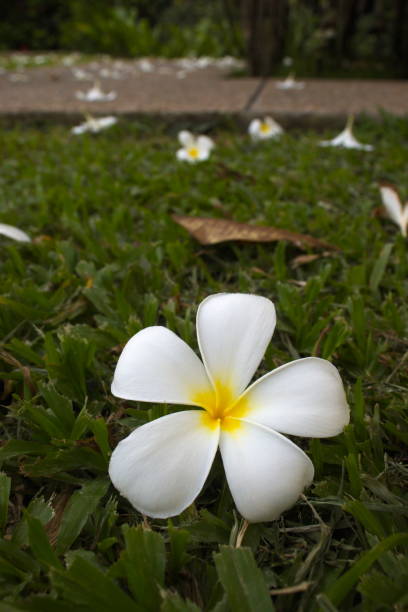 istock White plumeria flowers on a green grass background 1257926901