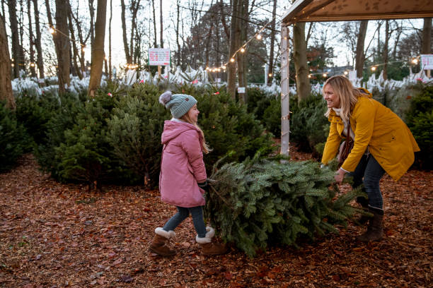 Teamwork Makes the Dreamwork A mother and daughter wearing warm clothing shopping for a Christmas tree at a Christmas market in Northeastern England. They are pulling the Christmas tree by the trunk. tree farm stock pictures, royalty-free photos & images