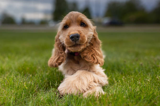istock Cocker spaniel puppy at the grass 1257927088