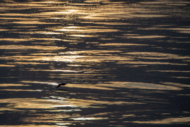 Major Cory's shearwater flying over mediterranean gold sea at sunset