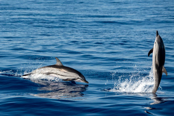 istock Dolphin while jumping in the sea at sunset 1257927250