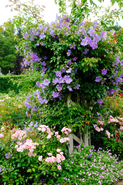 istock Climbing Roses and Clematis 1257928280