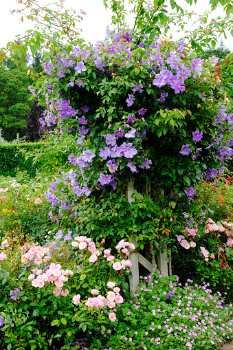 Blooming clematis Ville de Lyon on a wooden support. High quality photo