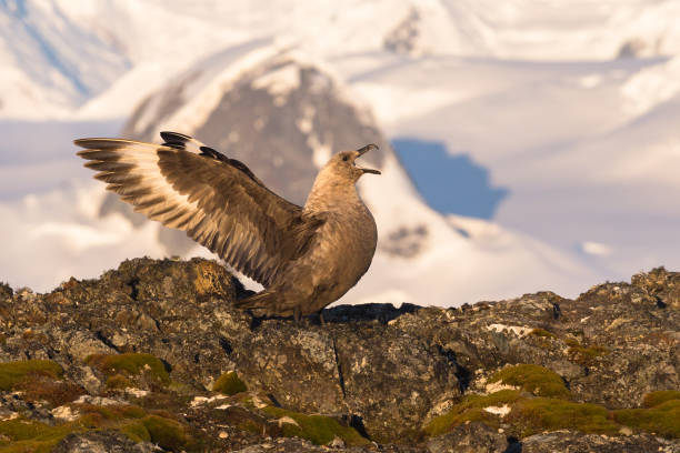 le skua stercorarius maccormicki polaire du sud en antarctique - southern beech photos et images de collection