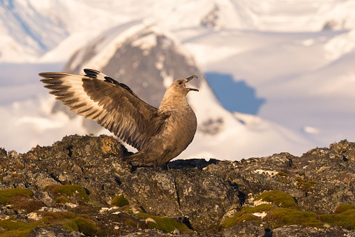 The south polar skua Stercorarius maccormicki in Antarctica. Antarctica bird