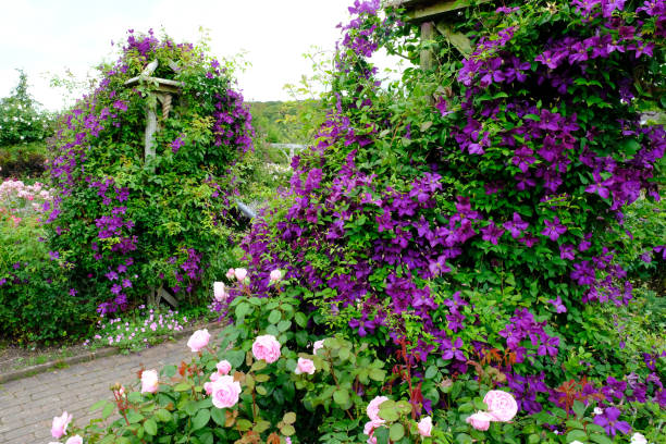 istock Climbing Purple Clematis 1257928468
