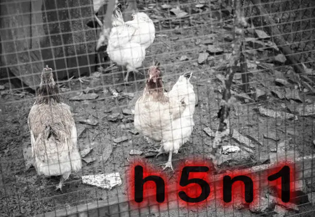 Photo of Epidemic disease of chicken flu h5n1. Chinese pandemic danger. Animals virus to people. Hen in the cage.