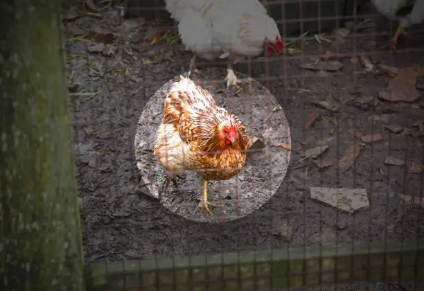 Photo of Epidemic disease of chicken flu h5n1. Chinese pandemic danger. Animals virus to people. Hen in the cage.
