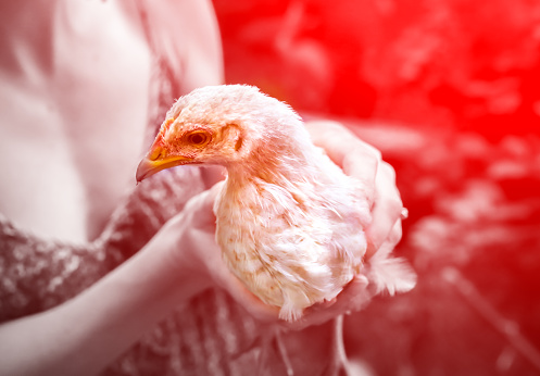 Enfermedad epidémica de la gripe con pollo h5n1. Peligro de pandemia china. Los animales son virus para las personas. La mujer sostiene una gallina. photo