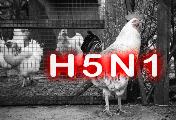 닭 독감 h5n1의 전염병. 중국 전염병 위험. 사람들에게 동물 바이러스. 케이지 근처에 있는 수탉. - avian flu virus 뉴스 사진 이미지