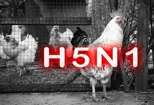 Epidemic disease of chicken flu h5n1. Chinese pandemic danger. Animals virus to people. Cock near the cage.