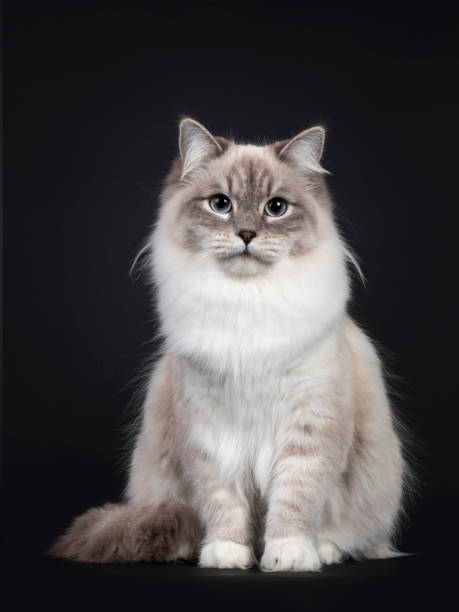 istock Neva Masquerade cat on black background 1257929677