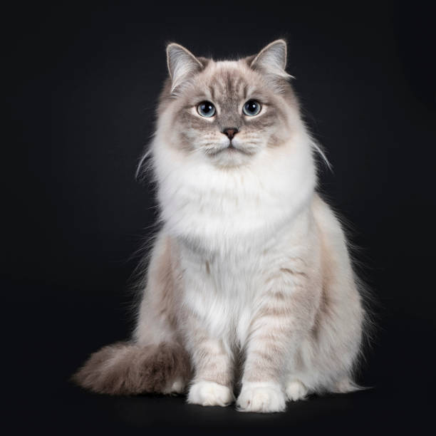 istock Neva Masquerade cat on black background 1257929684