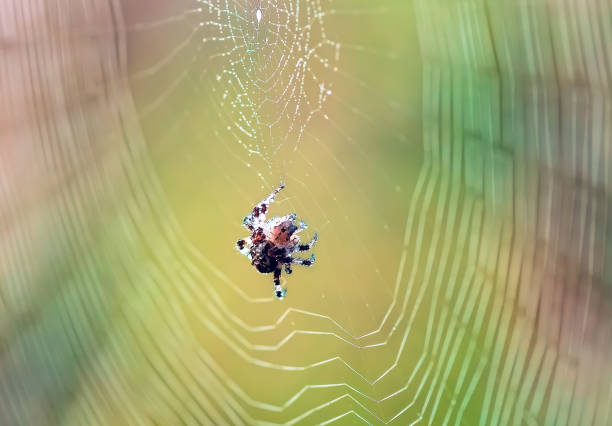 istock The Spider Web at sunrise. Spider in dew. Nature 1257931357