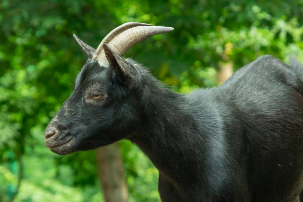 istock black goat with horns close up 1257931403
