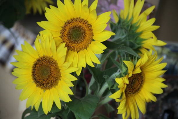 istock Huge sunflowers in the bouquet 1257932116
