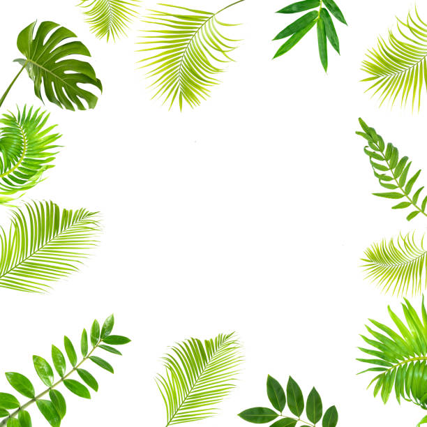 istock abstract green leaf texture, nature background, tropical leaf 1257932489