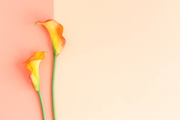hermosas flores amarillas de calla lilies sobre un fondo pastel de melocotón. - alcatraces de colores fotografías e imágenes de stock