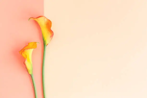 Photo of Beautiful yellow Calla Lilies flowers on a peach pastel background.