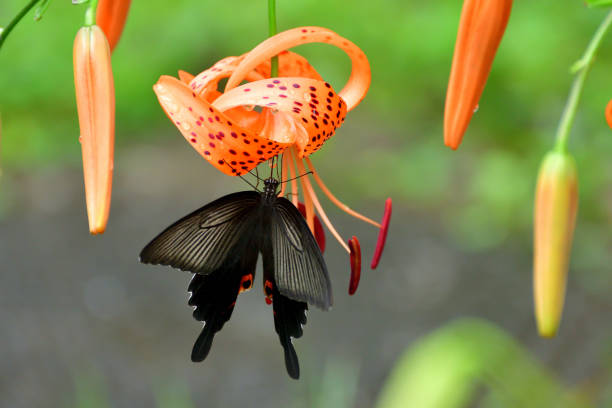 Lilium lancifolium or lilium tigrinum, commonly called tiger lily, is a species of lily, native to East Asia including Japan and China. It is in bloom from mid to late summer (July to September). It bears bright and showy, orange-colored flowers covered with black or deep crimson spots, giving the appearance of the skin of tiger, hence its common name.Each flower consists of 6 strongly curved tepals, forming a funnel form corolla that is turned inside out, 6 strongly exerted stamens, a strongly exerted style with a tripartite stigma, and an ovary. The style and filaments of the stamens are whitish orange and filiform. The anthers are long, narrow, and dark-colored; their pollen is rust-colored.The butterfly is called Papilio bianor / Chinese peacock /Japanese swallowtail.