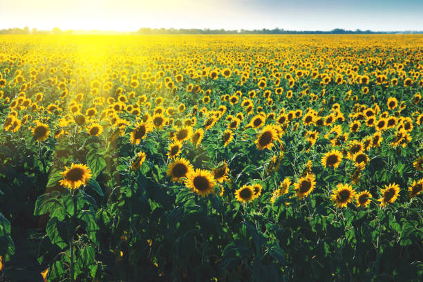 istock Blooming yellow sunflowers field. Summer background 1257933525