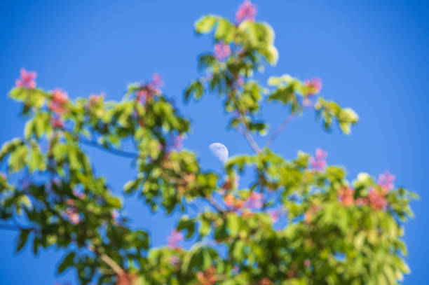 White moon in the blue clear sky in the middle of the picture with the blurry blossoming tree with pink flowers in the foreground. Focus on the moon