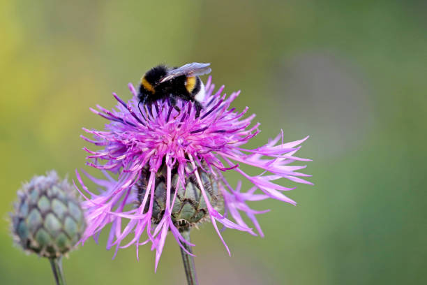 istock Bumble bee collects pollen from the purple cornflower 1257934914