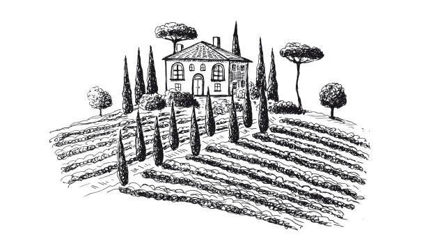 Vine plantation landscape. Hand drawn vector illustration. Vine plantation landscape. Hand drawn vector illustration. autumn field tree mountain stock illustrations