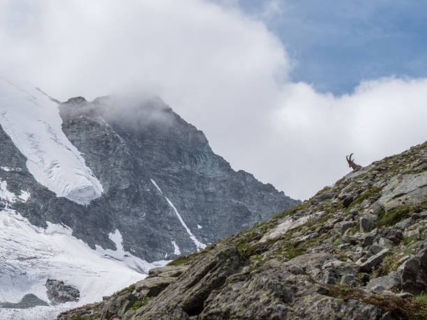 istock View of mountain ibex against glacier 1257937888