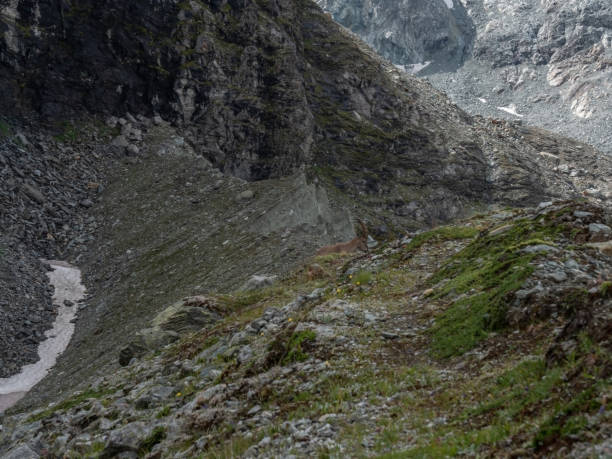 istock View of mountain ibex against glacier 1257937890