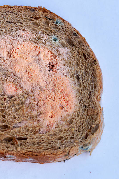 istock a piece of moldy bread on a white background. 1257938058