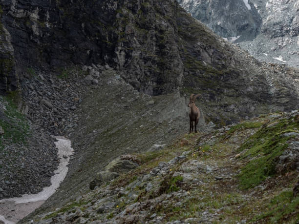 istock View of mountain ibex against glacier 1257938208
