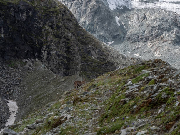 istock View of mountain ibex against glacier 1257938209