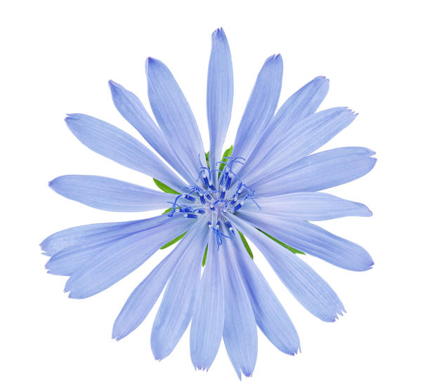istock Chicory flower isolated on white with clipping path 1257939508