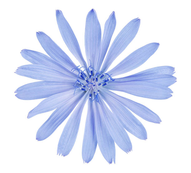 istock Chicory flower isolated on white background with clipping path 1257940195