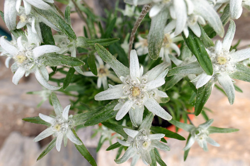 Edelweiss flower blossom. top view.