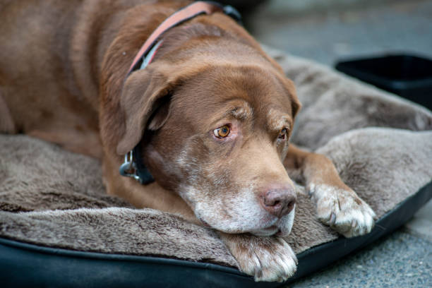 istock Senior Chocolate labrador is laying on comfortable brown pillow. 1257940511