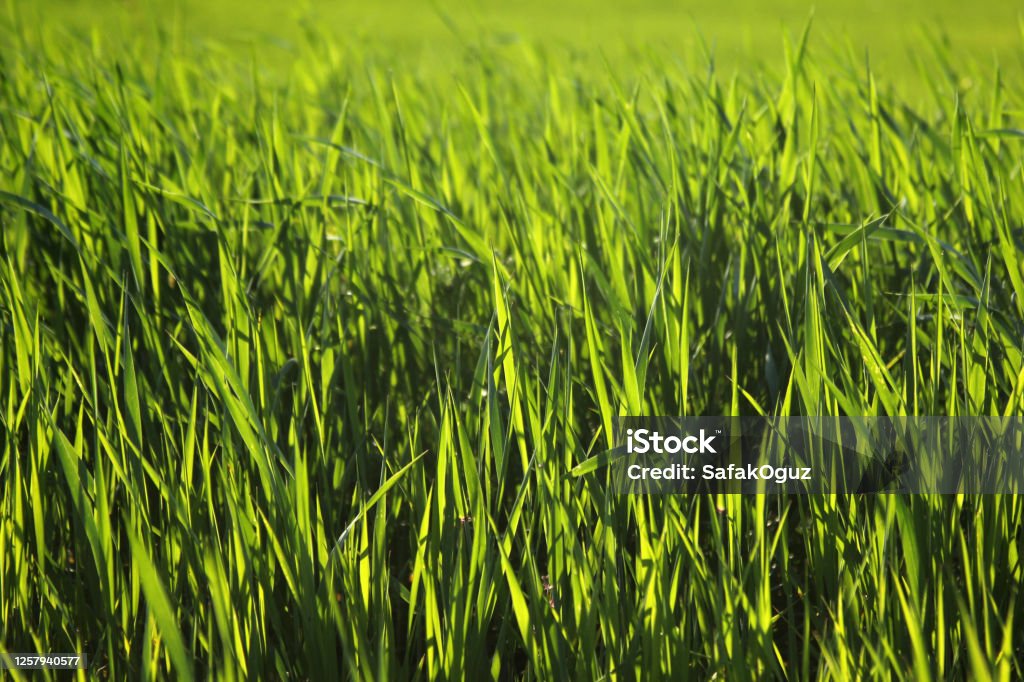 Young wheat seedlings growing in a field. Rye - Grain Stock Photo