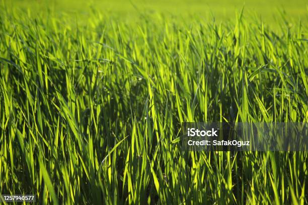 Young Wheat Seedlings Growing In A Field Stock Photo - Download Image Now - Rye - Grain, Winter, Agricultural Field