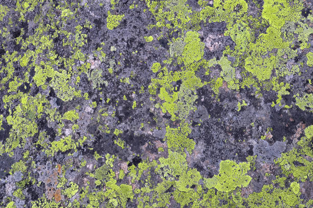 Green lichen growing on alpine rock.
